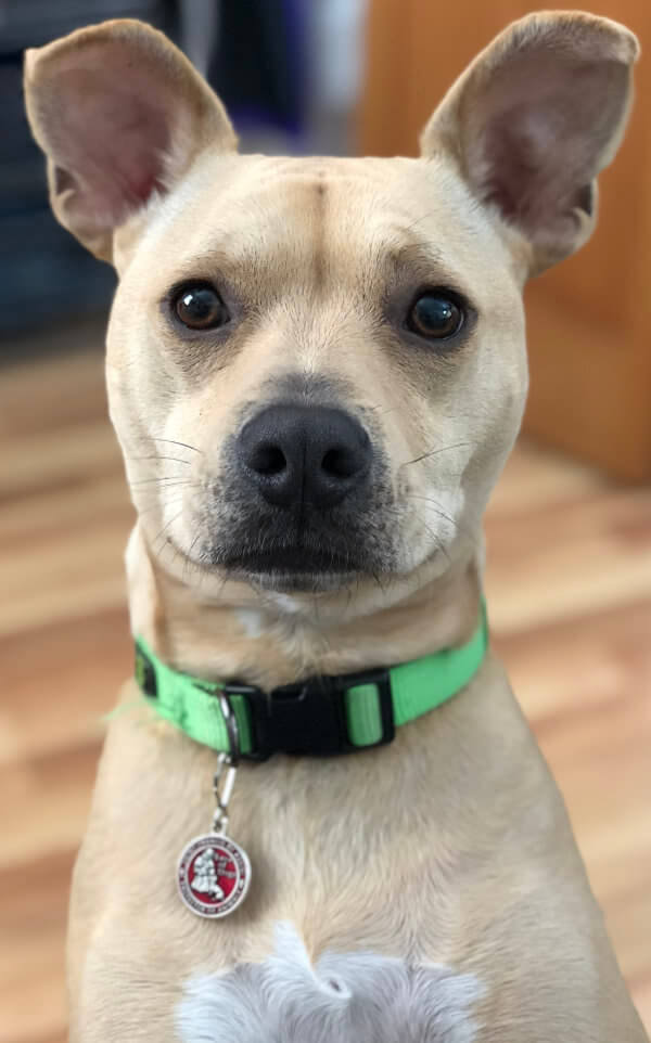 picture of my dog