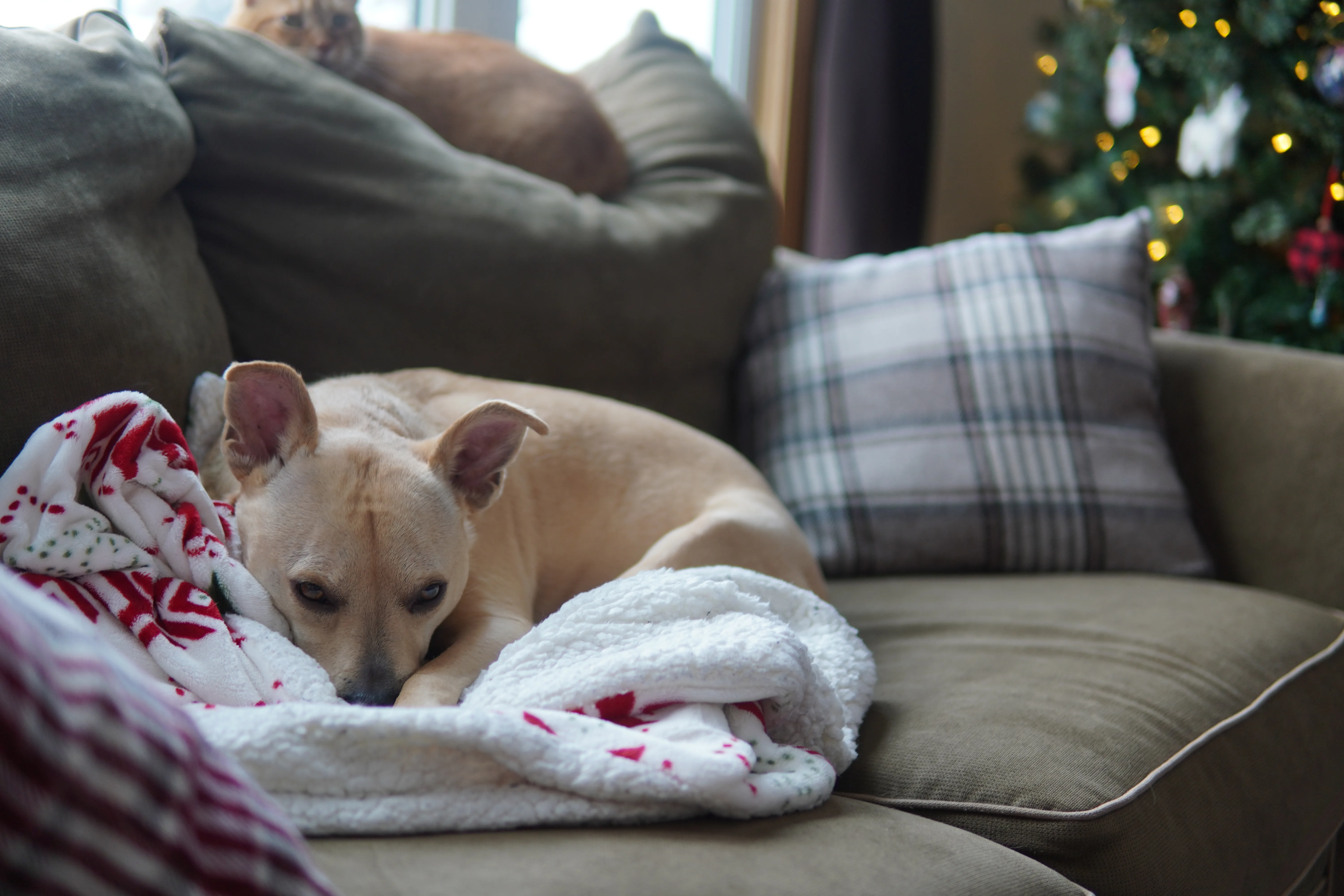 a dog sitting on a couch with a christmas tree in the background