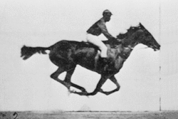 File:Muybridge cavall animat.gif