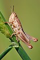 Young grasshopper