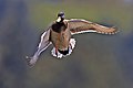 Mallard