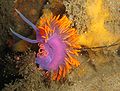 Nudibranch