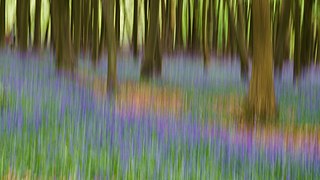 Bluebells ICM, Ashridge Estate, 2015