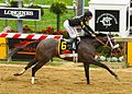 Oxbow winning the Preakness Stakes, 2013