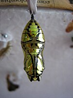 The golden chrysalis of the Tithorea tarricina butterfly.