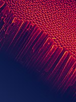 Nanotubes of titanium dioxide (TiO2-Nt) imaged by a scanning electron microscope. Showing an array of vertical self-ordered TiO2-Nt with closed bottom ends of tubes. Came across this via Synthetic fiber > Delustrant.