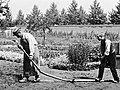 Image 16A frame from the Lumière brothers staged comedy film, L'Arroseur Arrosé (1895). (from History of film)