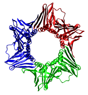 DNA clamp