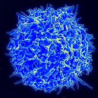 A healthy human T cell lymphocyte viewed using a scanning EM. T cells are key players in your adaptive immune response. Here's a good diagram showing how T cells become activated by foreign antigens.