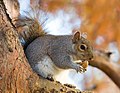 Eastern Grey Squirrel