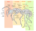 Ant worker morphology