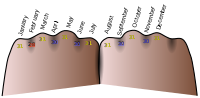 Knuckle mnemonic for the number of days in each month.