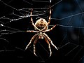Orb-weaver spider