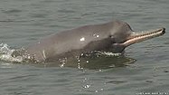 Ganges river dolphin