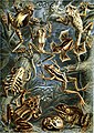 Frogs