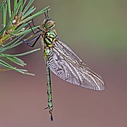 Brilliant emerald (Somatochlora metallica) teneral female 3
