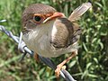 Superb Fairy-wren