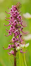 Little pink elephant (Pedicularis groenlandica)