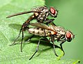 Anthomyiidae