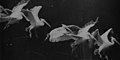 Image 43Flying pelican captured by Marey around 1882. He created a method of recording several phases of movement superimposed into one photograph (from History of film technology)