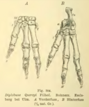 Illustrations of the front foot (A) and hind foot (B) of Diplobune quercyi