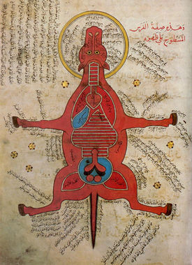 Anatomy of a horse from a 9th century AH (15th century AD) Egyptian document at the University Library, Istanbul.